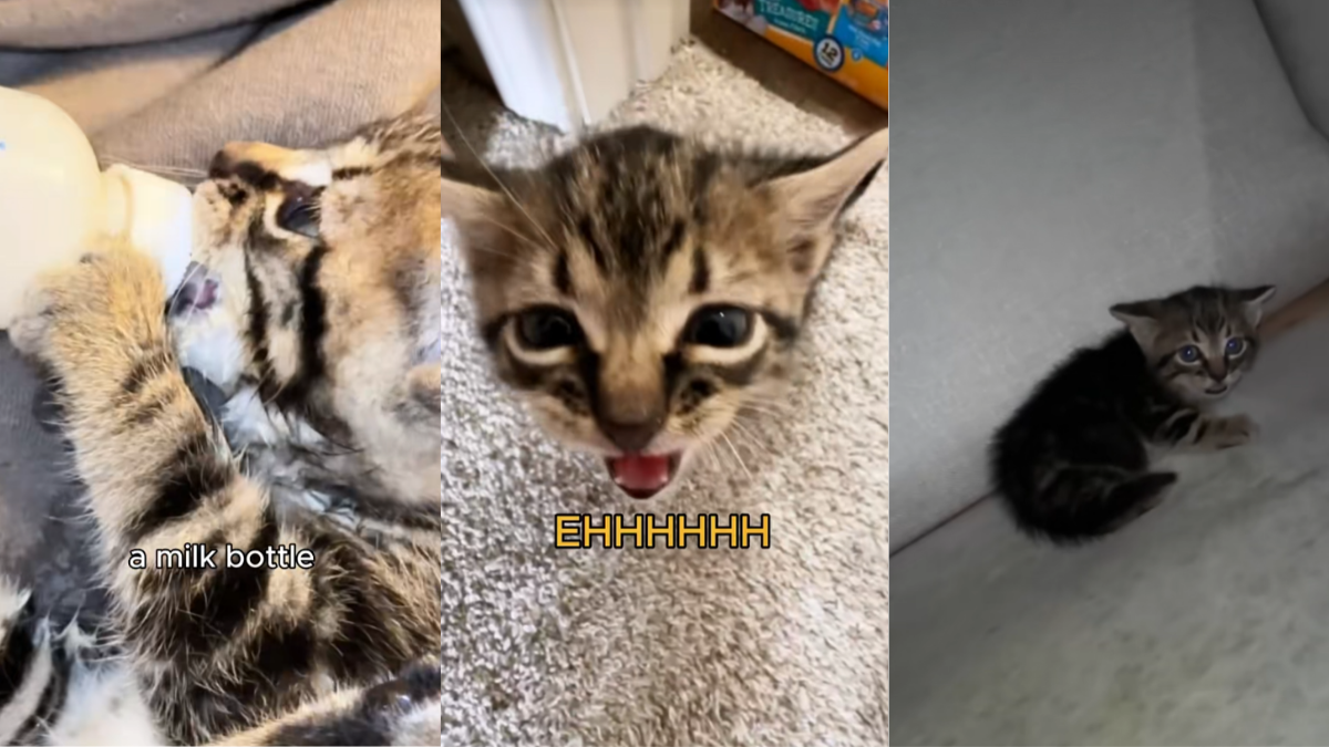 Influencer Adopted a Kitten from the Dumpster. It Left Him a Gift on His Couch 'Name Him Trash Can.'