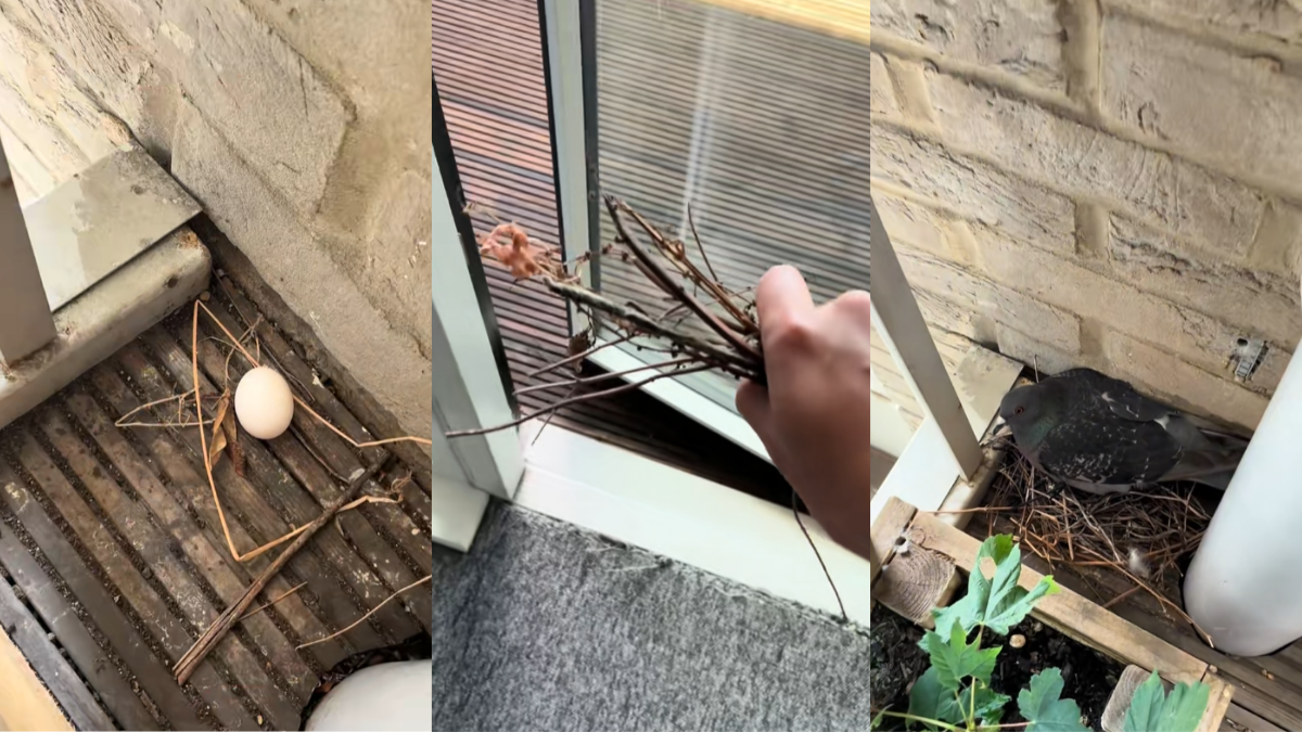 London Man Finds a Pigeon That Doesn’t Know How to Build a Nest. He Left Sticks Out at the Front and the Bird Did What Nobody Expected: ‘Are You Now the Pigeon’s Social Worker?’