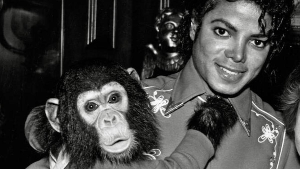 Sanctuary Housing Michael Jackson’s Chimp Bubbles Sets the Record Straight by Calling Out the Lies Being Peddled to Fans Sanctuary Housing Michael Jackson’s Chimp Bubbles Sets the Record Straight by Calling Out the Lies Being Peddled to Fans