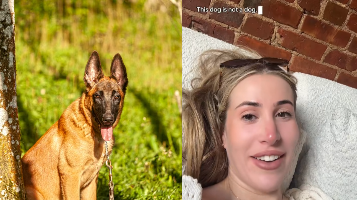 NYC Woman's Family Adopted a Belgian Malinois. They Did Not Expect Their Dog to Climb Trees 'He is Military Software'