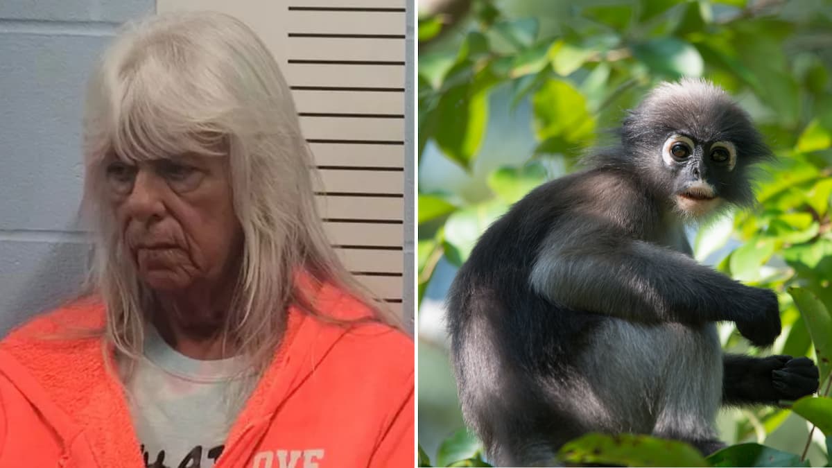 Missouri Woman Pleads Guilty After Allegedly Trading Her Foster Child for a Monkey Missouri Woman Pleads Guilty After Allegedly Trading Her Foster Child for a Monkey