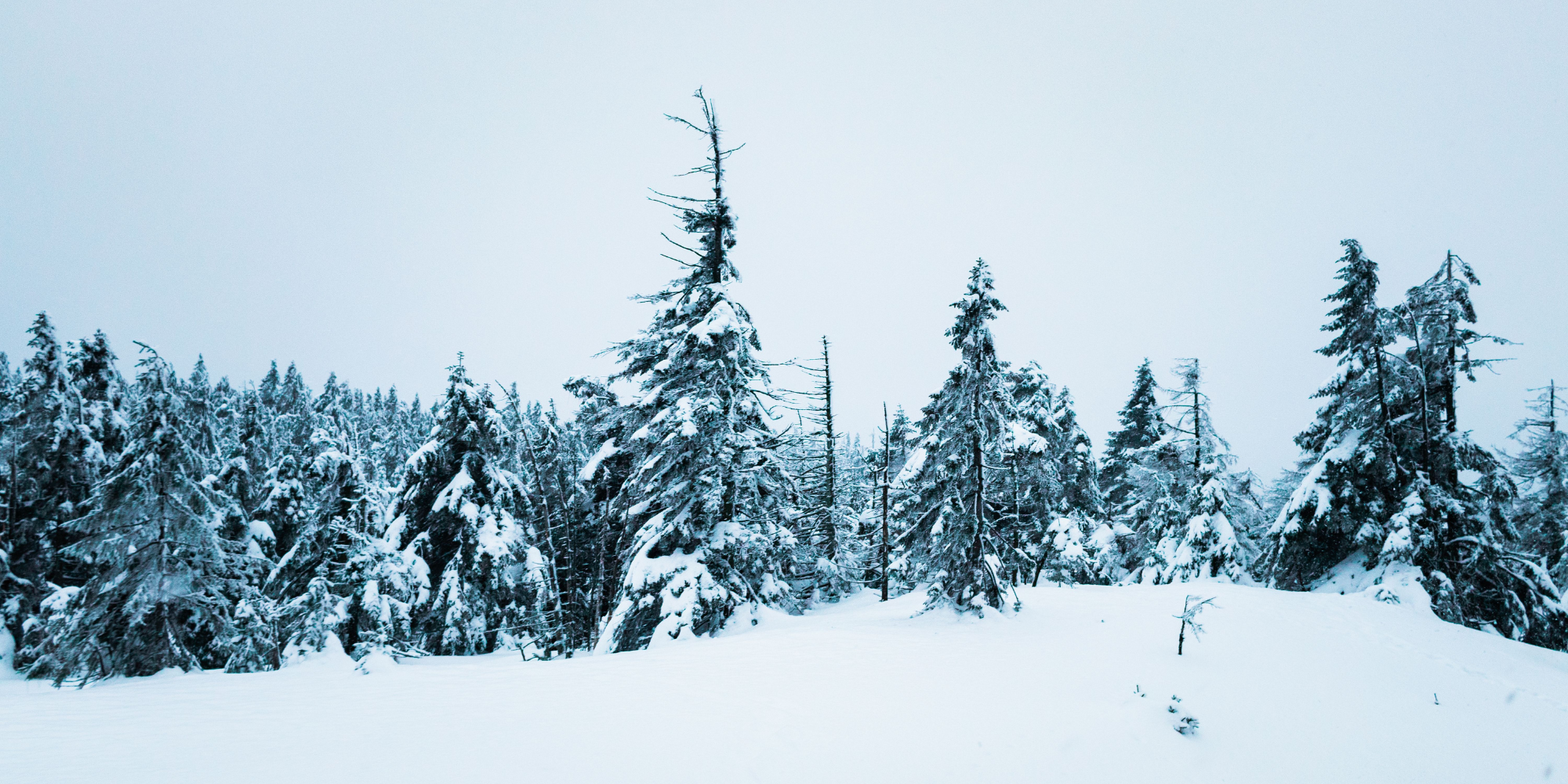 A picture of a snow-covered landscape with trees