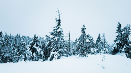 A picture of a snow-covered landscape with trees