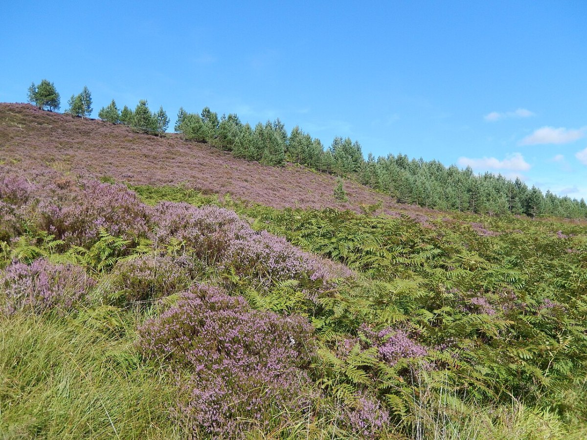 Young Scots pines planted by Trees for Life on the heather moors at Corrimony