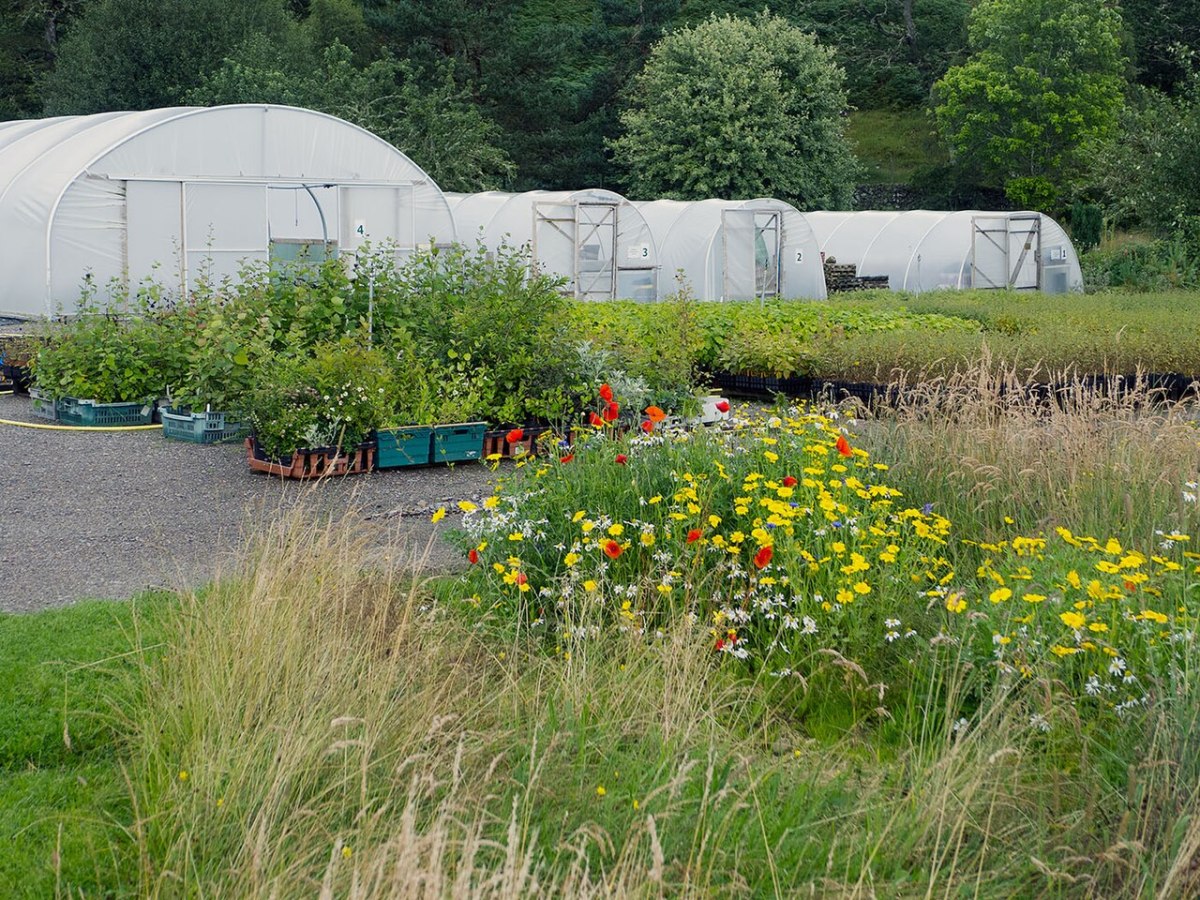 Dundreggan Tree Nursery with yellow, white, and red flowers outside
