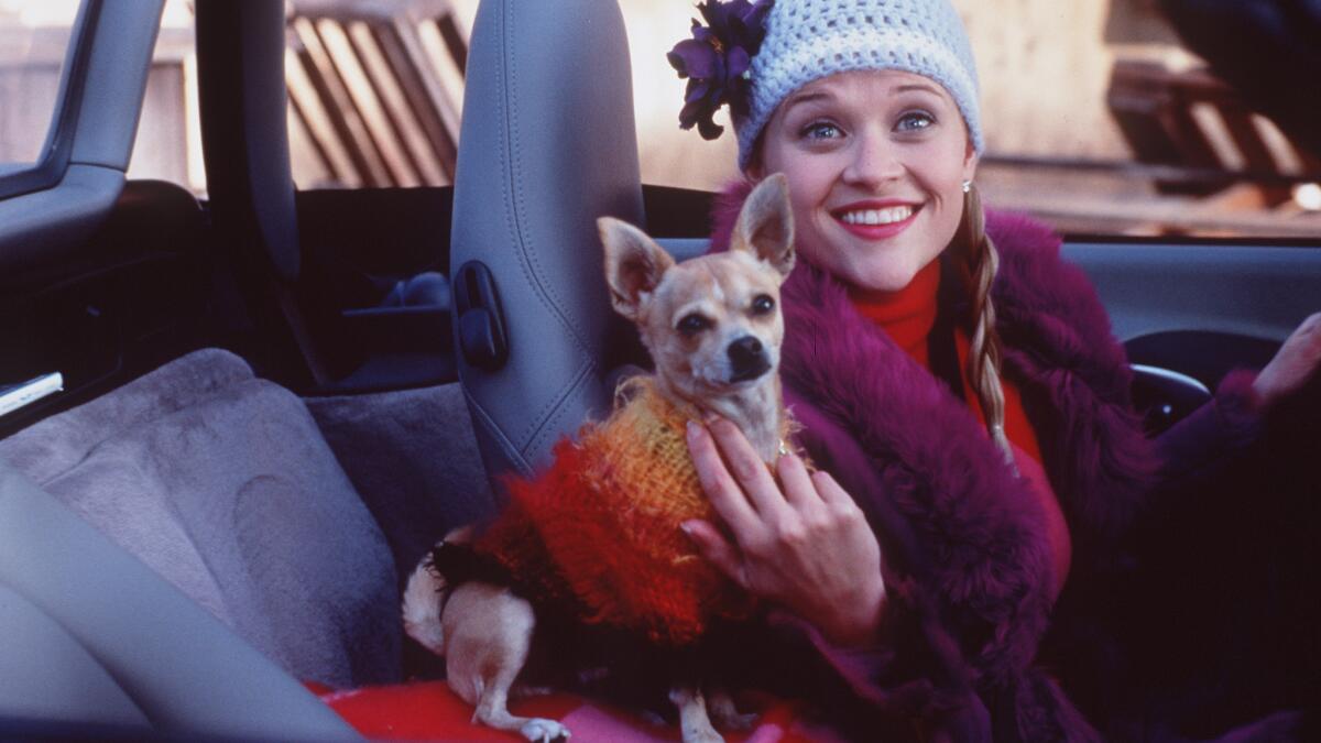Bruiser the chihuahua sits in the car in Legally Blonde