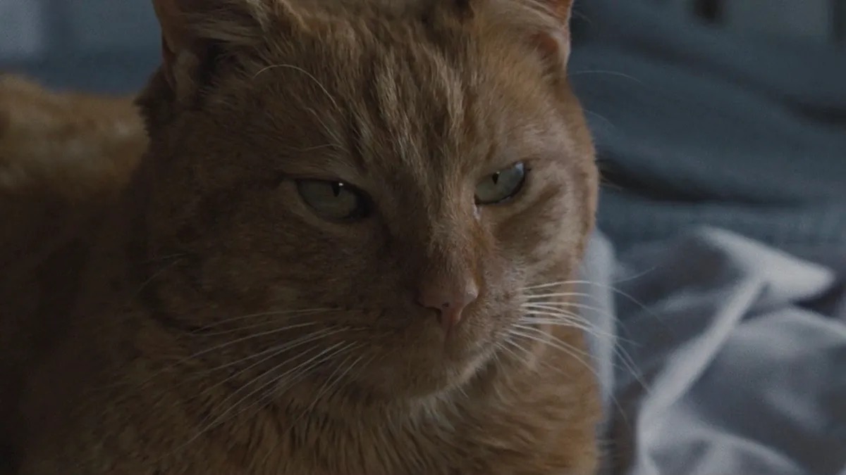 Jones the cat from Alien