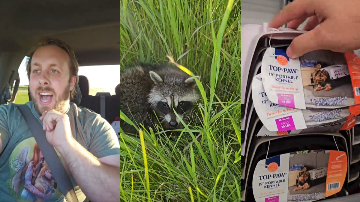 Minnesota Man Found Blood on the Road. Then He Found a Raccoon Staring Back at Him.