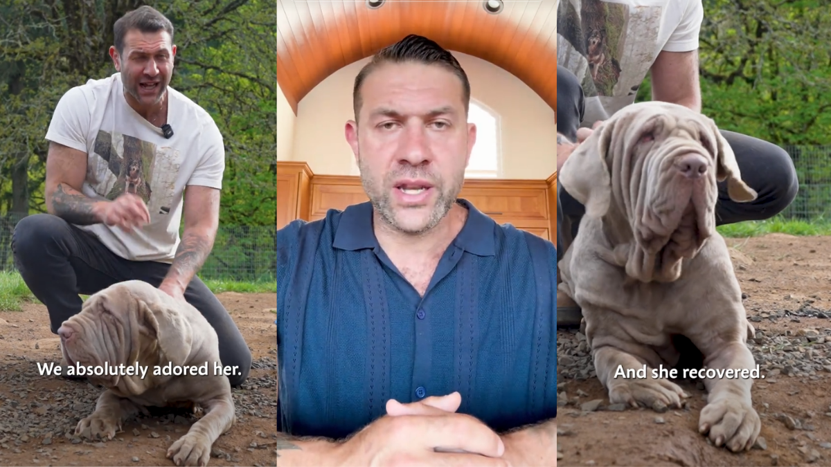 Oregon Shelter Rehabilitated a Mastiff for Adoption. She Came Back to Them Skin and Bones.
