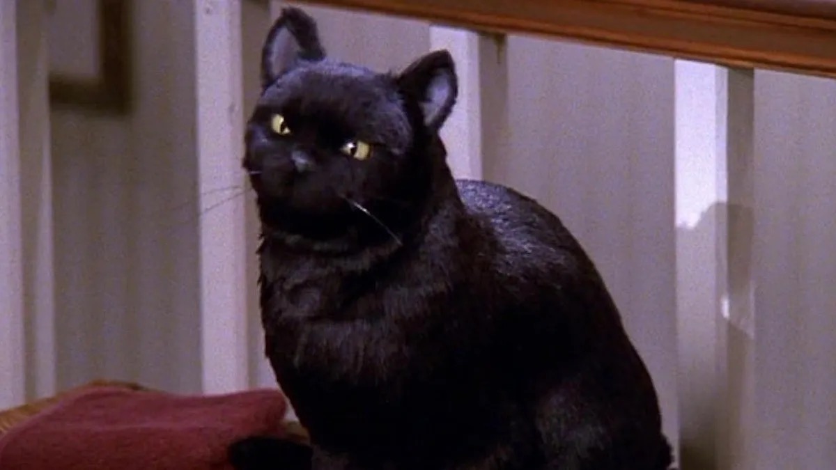 Salem the cat glares in Sabrina the Teenage Witch