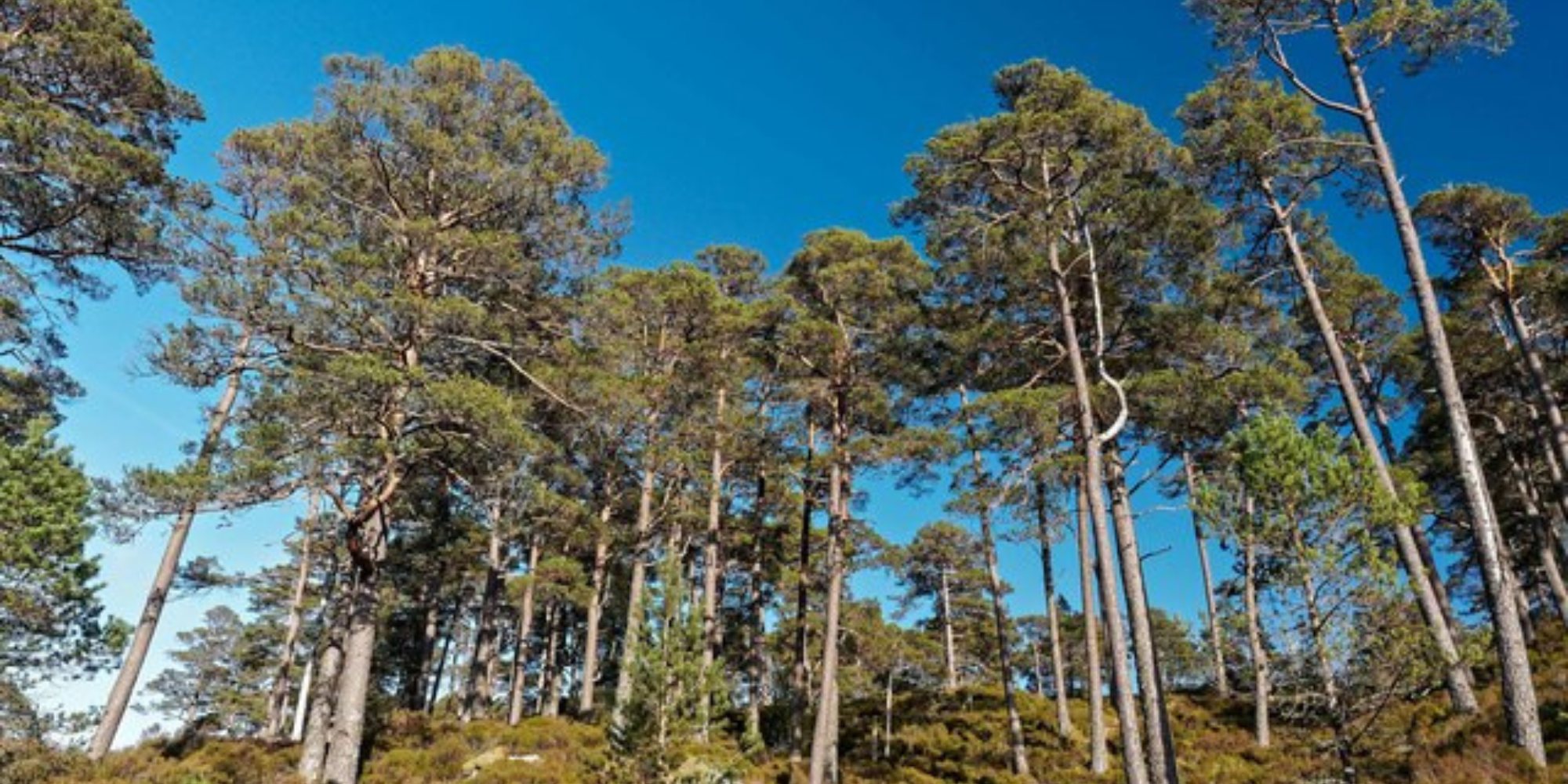 Scotland Pines