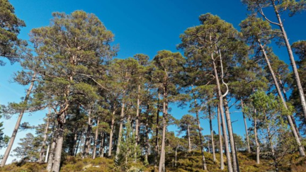 Scotland Pines