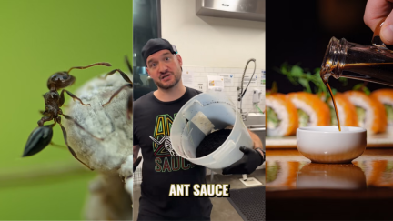 Texas Man Answers What 200 Dead Ants Taste Like. He Turned it Into Sauce 'Soy Sauce on Steroids.'