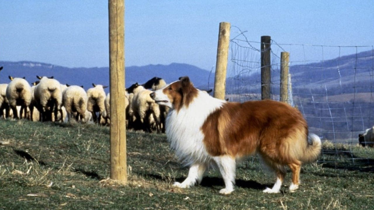 The heroic dog lassie stands in a sheep field in Lassie