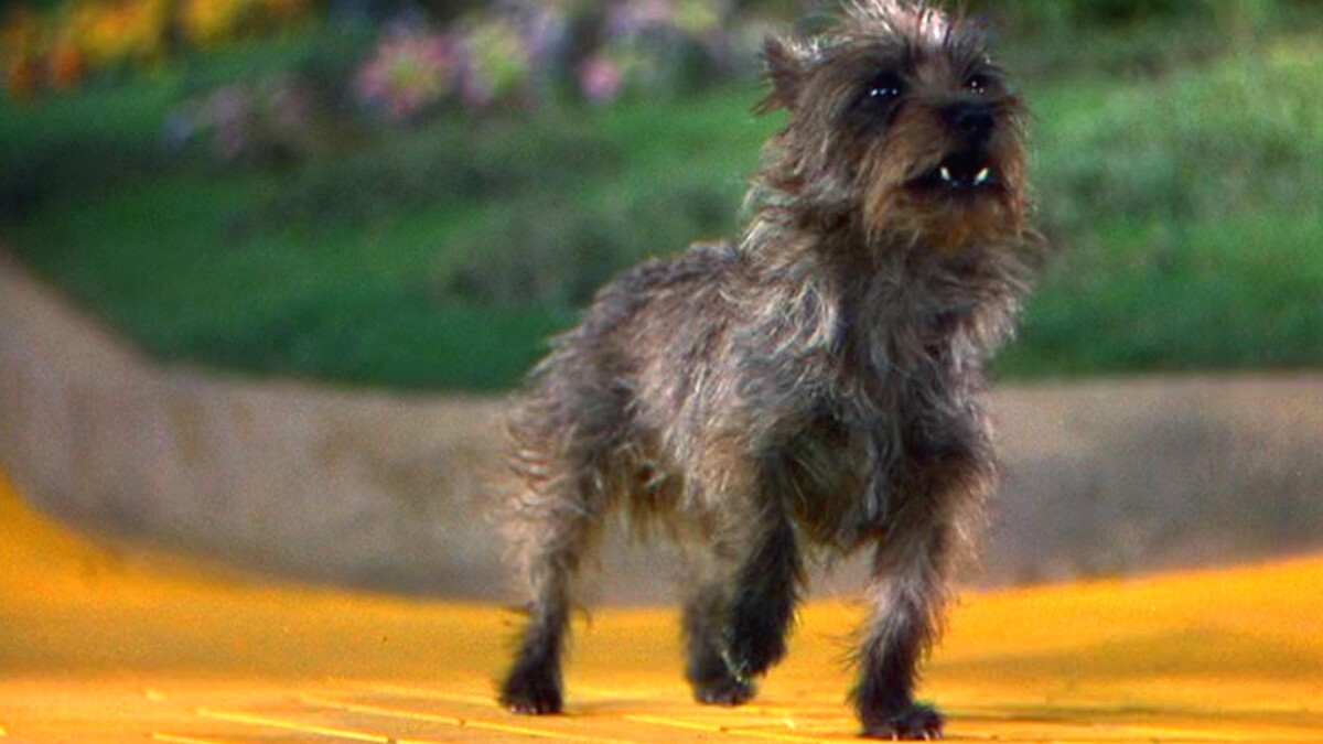 Toto the Dog barks in the Wizard of Oz