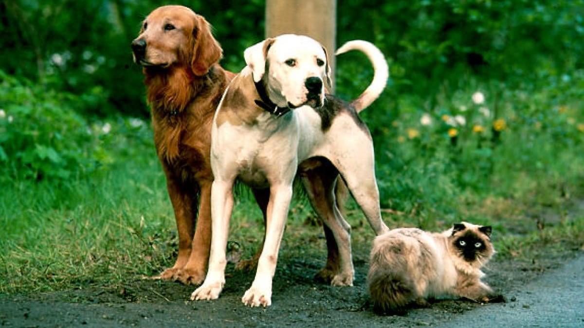 Two dogs and a cat stand by the roadside in Homeward Bound