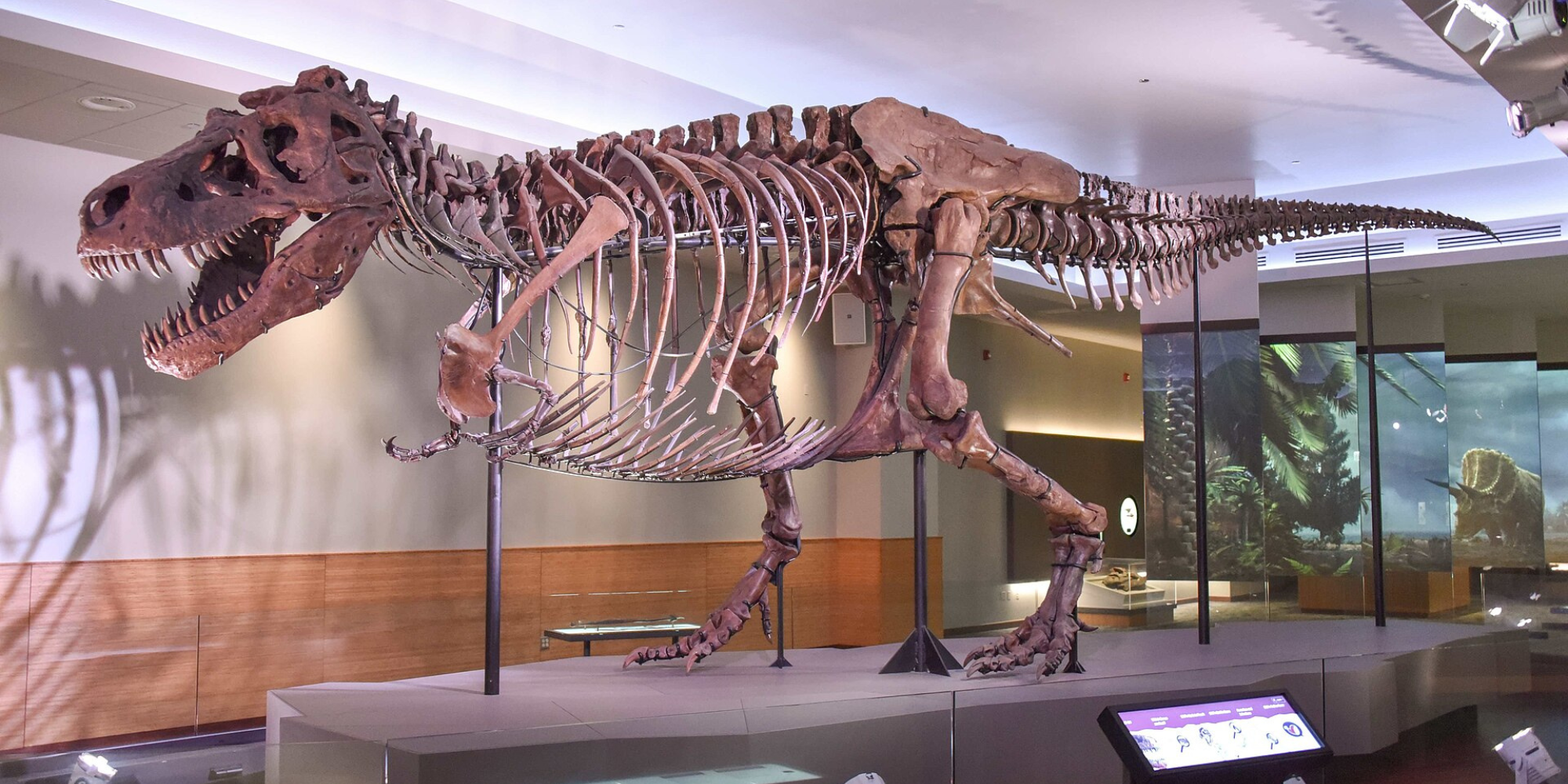 A T. rex skeleton
