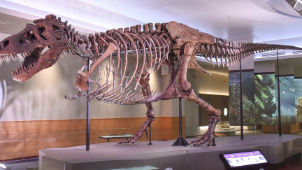A T. rex skeleton