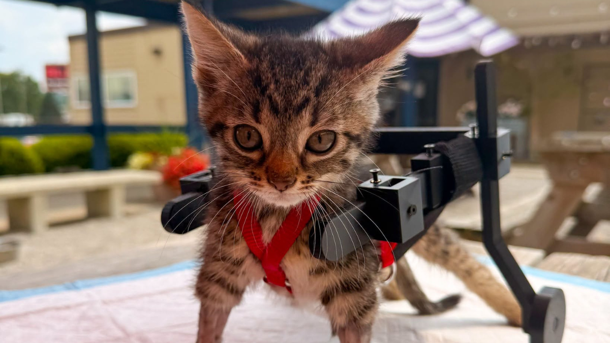 A tiny foster kitten in a 3D-printed wheelchair
