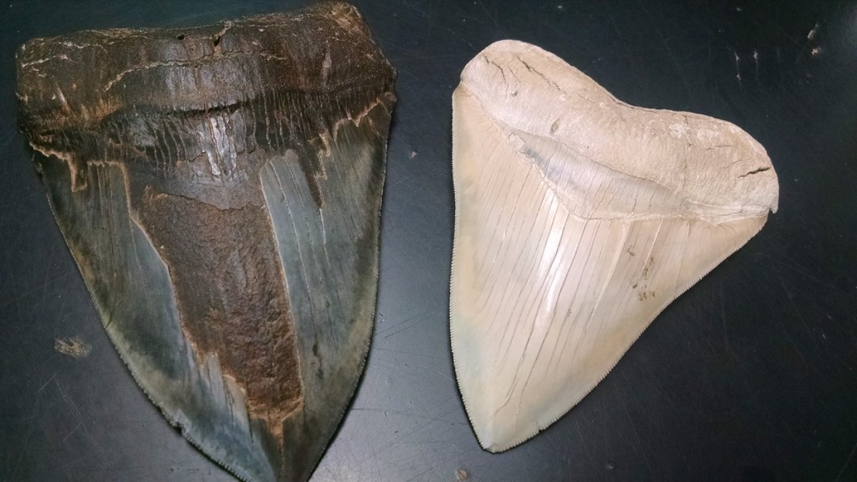 Pennsylvania Boy Holidaying on a New Jersey Beach Just Pulled a Prehistoric Treasure That Experts Say Shouldn’t Even Be There
