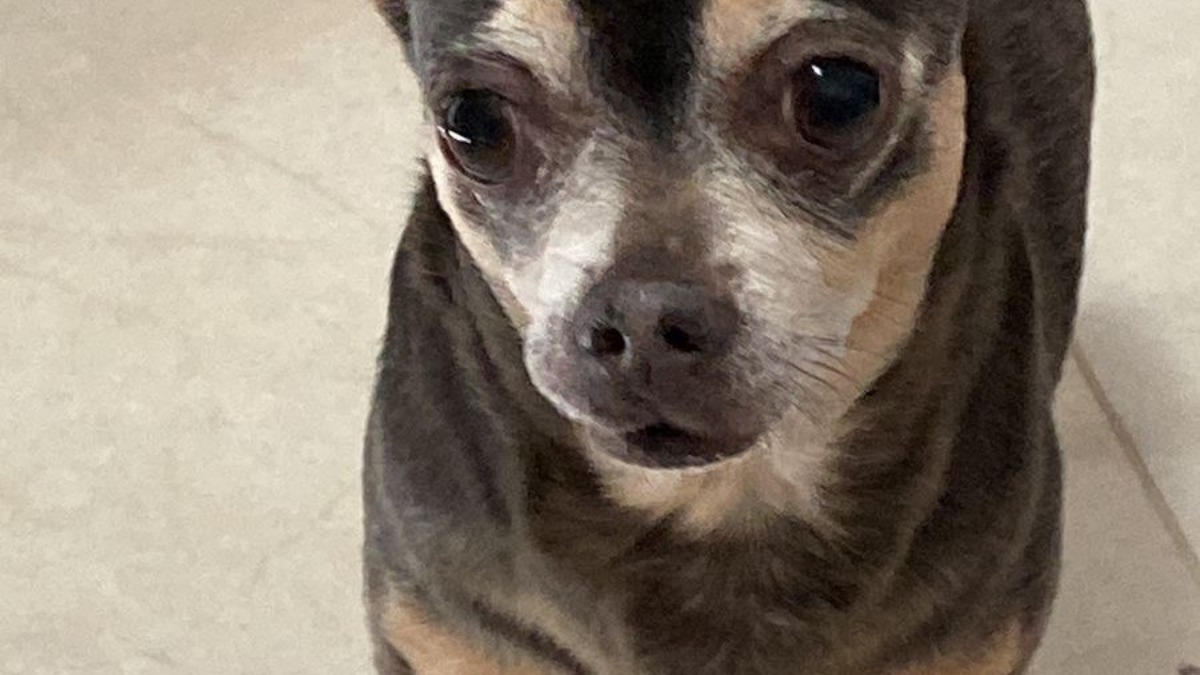 Chihuahua Missing for 12 Years Finally Returns Home, 'Written in the Stars'