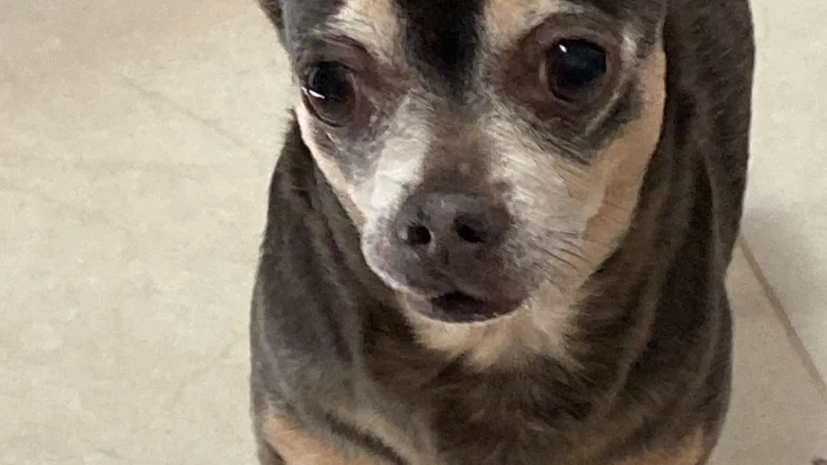 Chihuahua Missing for 12 Years Finally Returns Home, 'Written in the Stars'