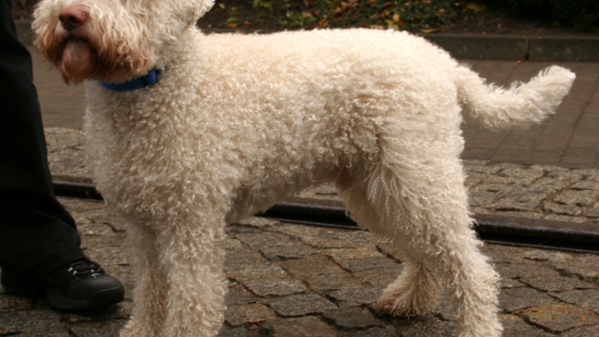 A blond Lagotto romagnolo