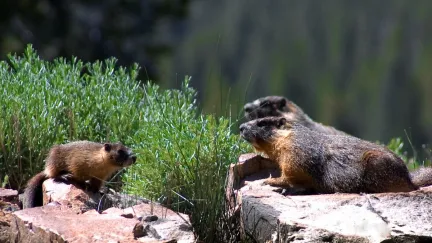 Two larger dark and light brown marmots sit on a rock facing a smaller marmot of the same color that is sitting on a different rock.