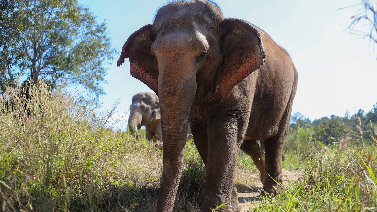 An Asian Elephant Walking around in a Field
