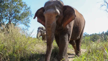 An Asian Elephant Walking around in a Field