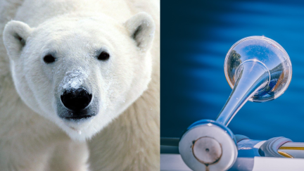 Someone Actually Used A Boat Horn To Wake A Sleeping Polar Bear And Got Fined $5,000
