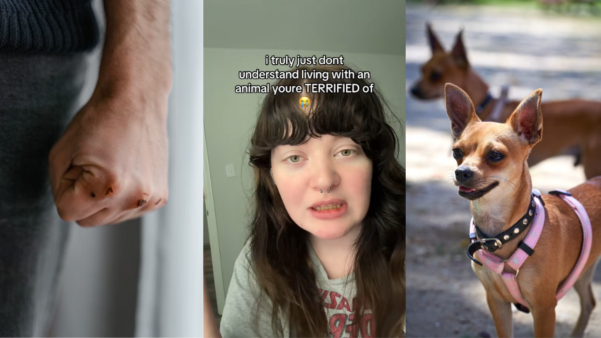 Vet Med Asks Family to Muzzle Their Chihuahua. Then The Family Disclosed They Were Terrified of Their Own Dog.