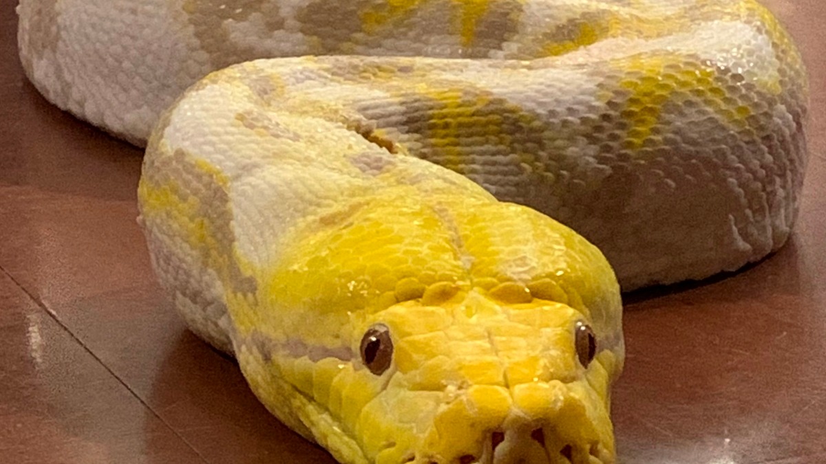 Yellow-headed albino reticulated python
