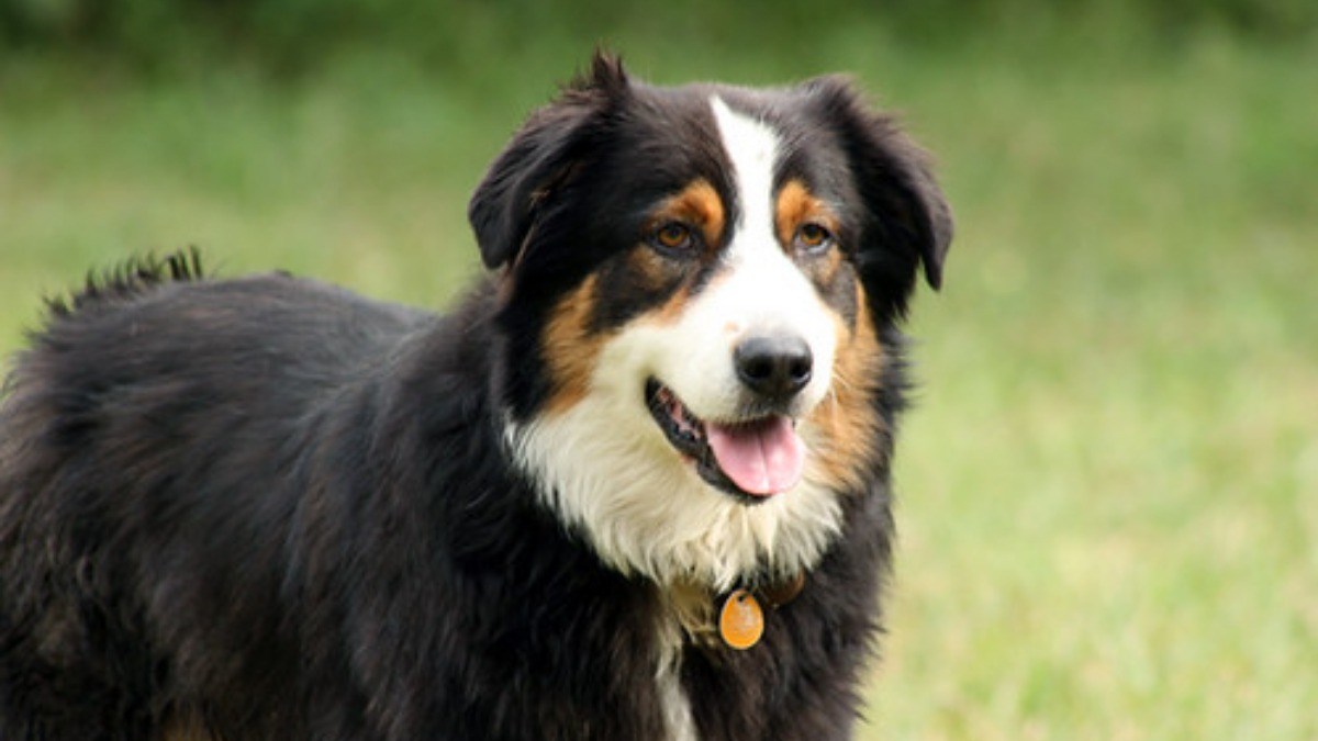 Black, brown, and white australian shepherd