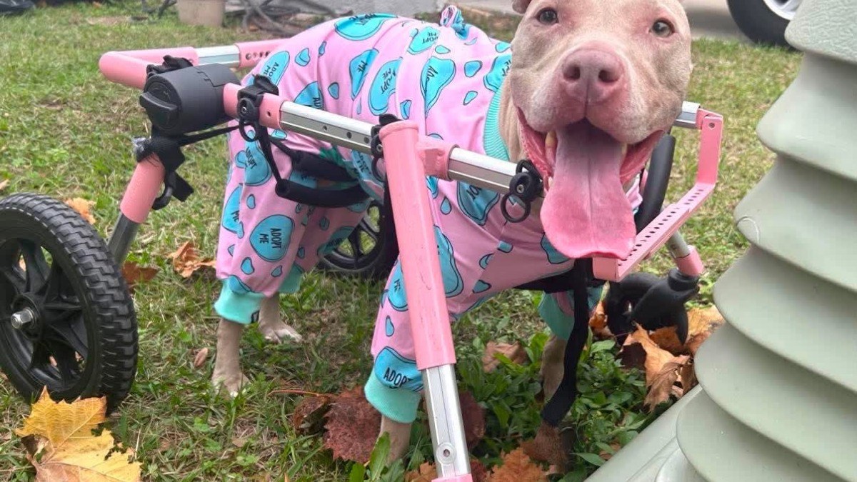 Baby the pit bull in her pink wheelchair