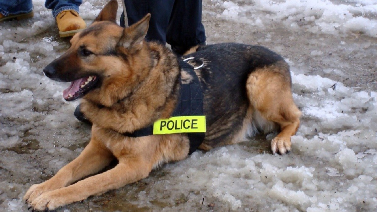 Police Dog Lying Down