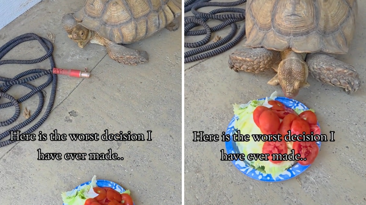 Is an African spurred tortoise easy to take care?