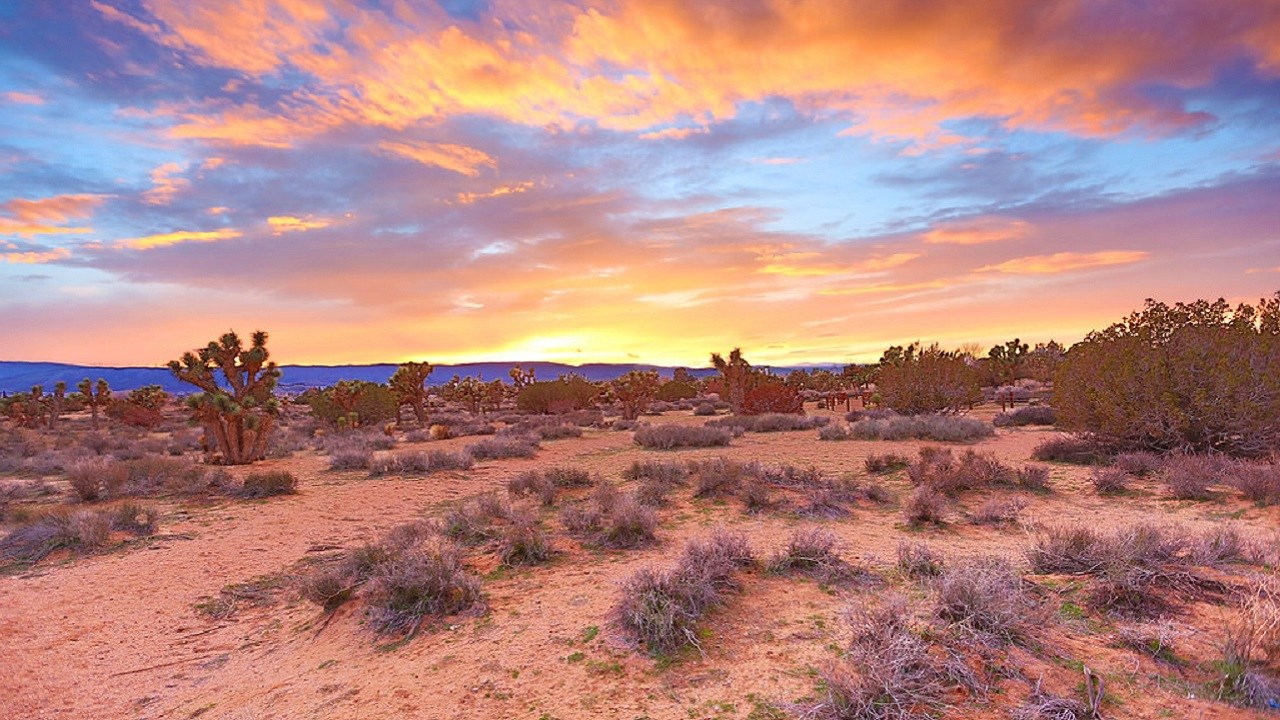 Desert Scene