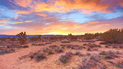 Desert Scene