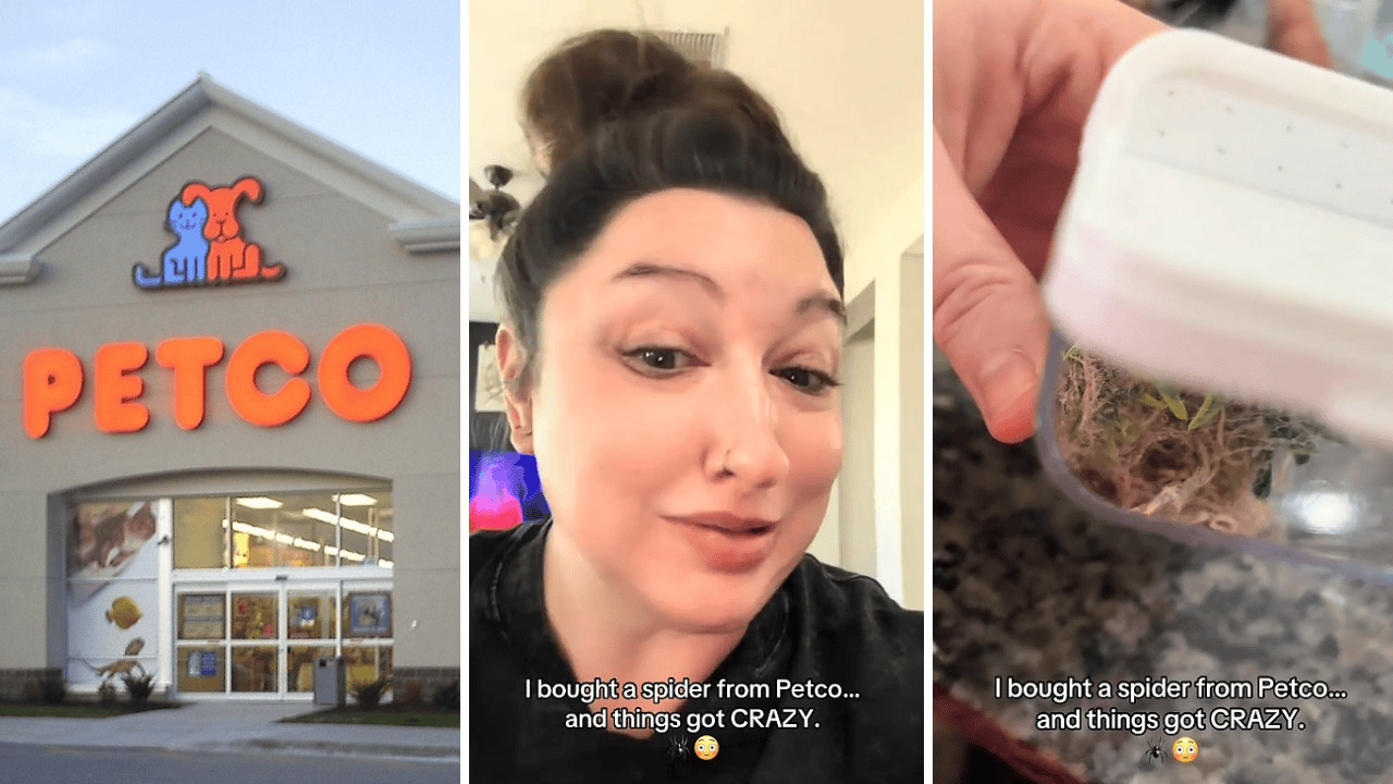 She bought a velvet spider from Petco and found out it had an egg sack. After telling the managers, she accidentally changed a nationwide Petco policy