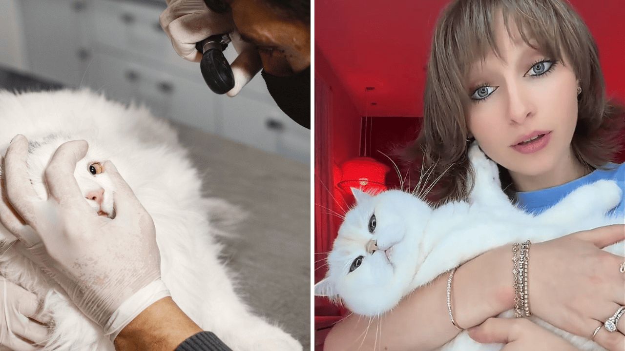 New York City woman's cat returned from an annual vet checkup limping and covered in pee. The vet diagnosed it with 'arthritis'