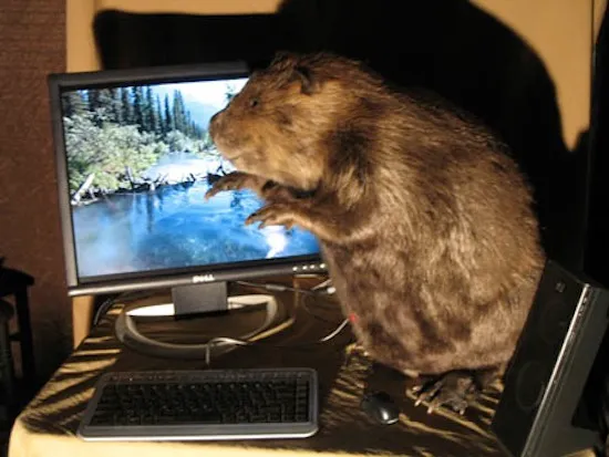 CompuBeaver