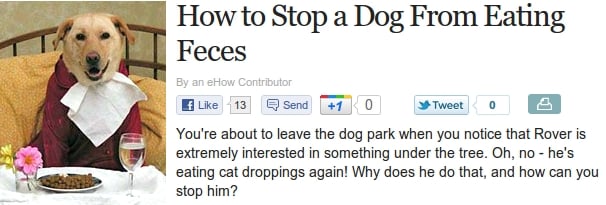 How To Stop A Dog From Eating Feces
