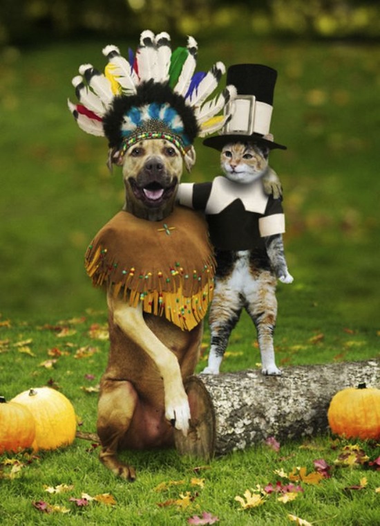 Thanksgiving Dog & Cat